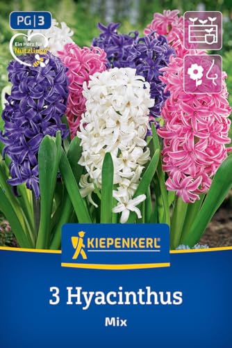 kiepenkerl-hyazinthen-mischung-blumenzwiebeln-wei-pink-blau-20-cm image 8