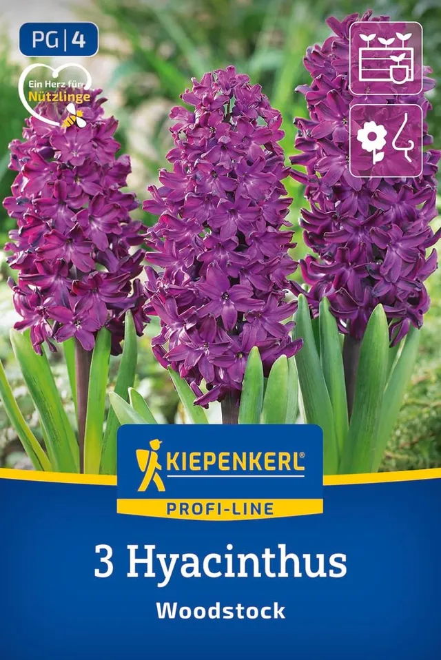 kiepenkerl-profi-line-hyazinthe-woodstock-blumenzwiebeln-purpurrot-duftend-25-cm image 1