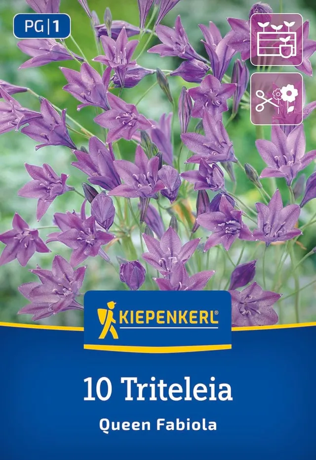 kiepenkerl-fr-hlingsstern-queen-fabiola-blumenzwiebeln-blau-mehrj-hrig-k-belgeei image 1