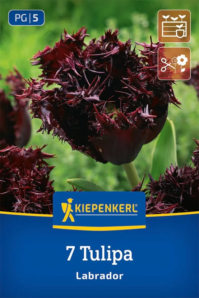 kiepenkerl-gefranste-tulpe-labrador-blumenzwiebeln image 1