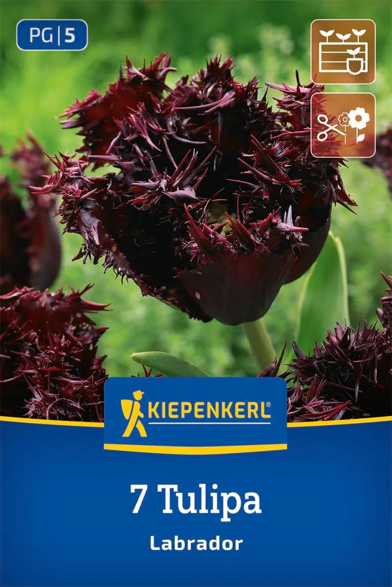 kiepenkerl-gefranste-tulpe-labrador-blumenzwiebeln image 1