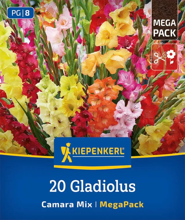 kiepenkerl-mega-pack-gladiolen-camara-mischung-gladiolenzwiebeln-mehrj-hrig image 1