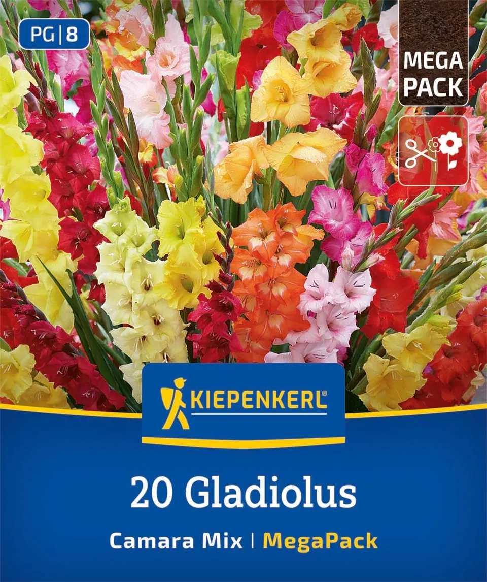 kiepenkerl-mega-pack-gladiolen-camara-mischung-gladiolenzwiebeln-mehrj-hrig image 1
