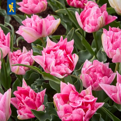 kiepenkerl-tulpenzwiebeln-peach-blossom-mega-pack-25-fr-he-gef-llte-tulpen image 6