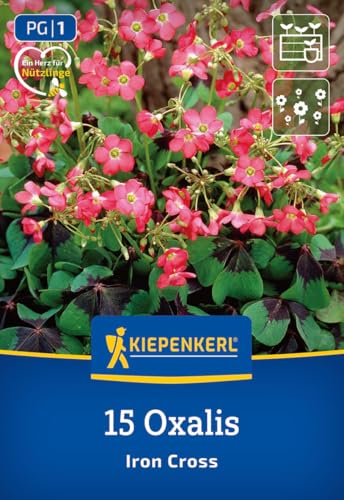 kiepenkerl-gl-cksklee-iron-cross-3675012-blumenzwiebeln image 7