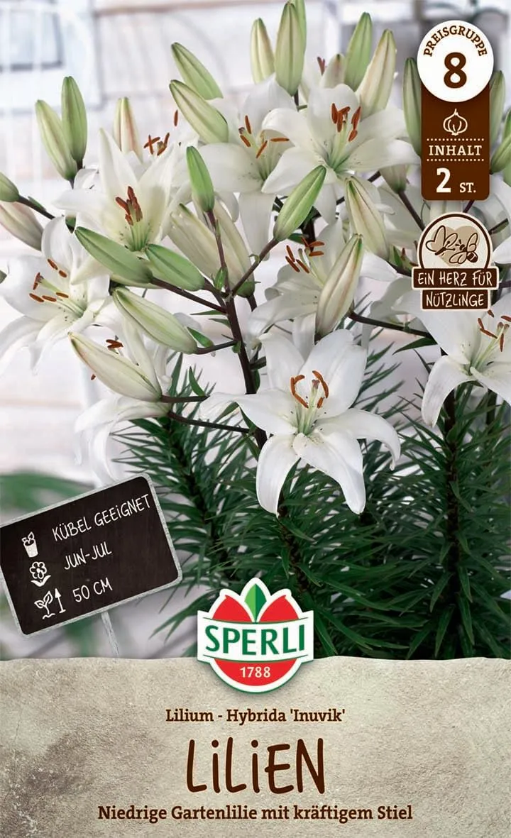 sperli-lilie-inuvik-263176-wei-e-orient-lilie-50-cm-f-r-k-bel image 1