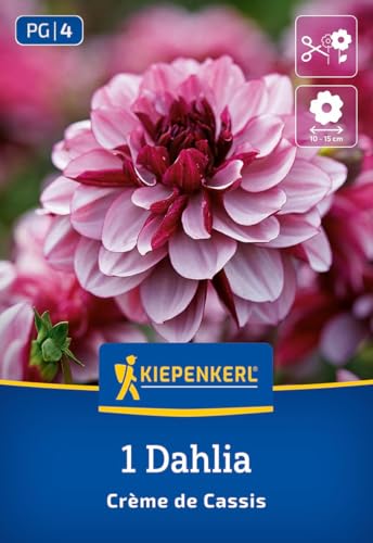 kiepenkerl-seerosen-dahlie-cr-me-de-cassis-blumenzwiebeln image 7