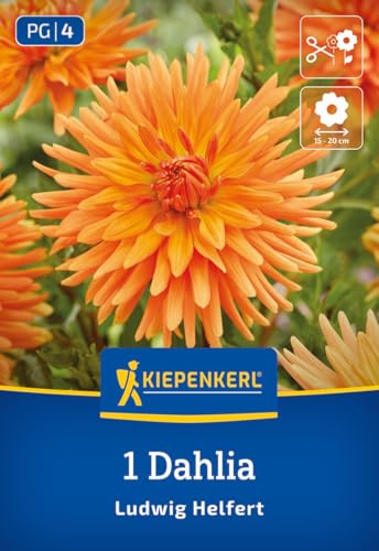 kiepenkerl-kaktus-dahlie-ludwig-helfert-blumenzwiebeln-orange-100-cm image 7