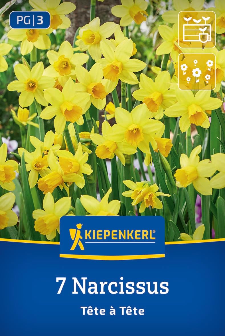 kiepenkerl-alpenveilchen-narzisse-t-te-t-te-blumenzwiebeln-gelb-15-cm image 1