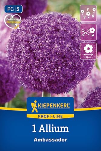 kiepenkerl-profi-line-zierlauch-ambassador-blumenzwiebeln-blauviolett-100-cm image 8