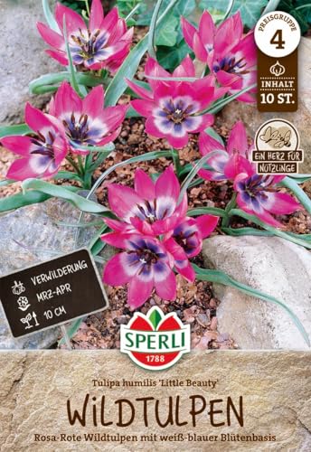 sperli-wildtulpe-little-beauty-rosa-rote-botanische-tulpe-bienenfreundlich image 7