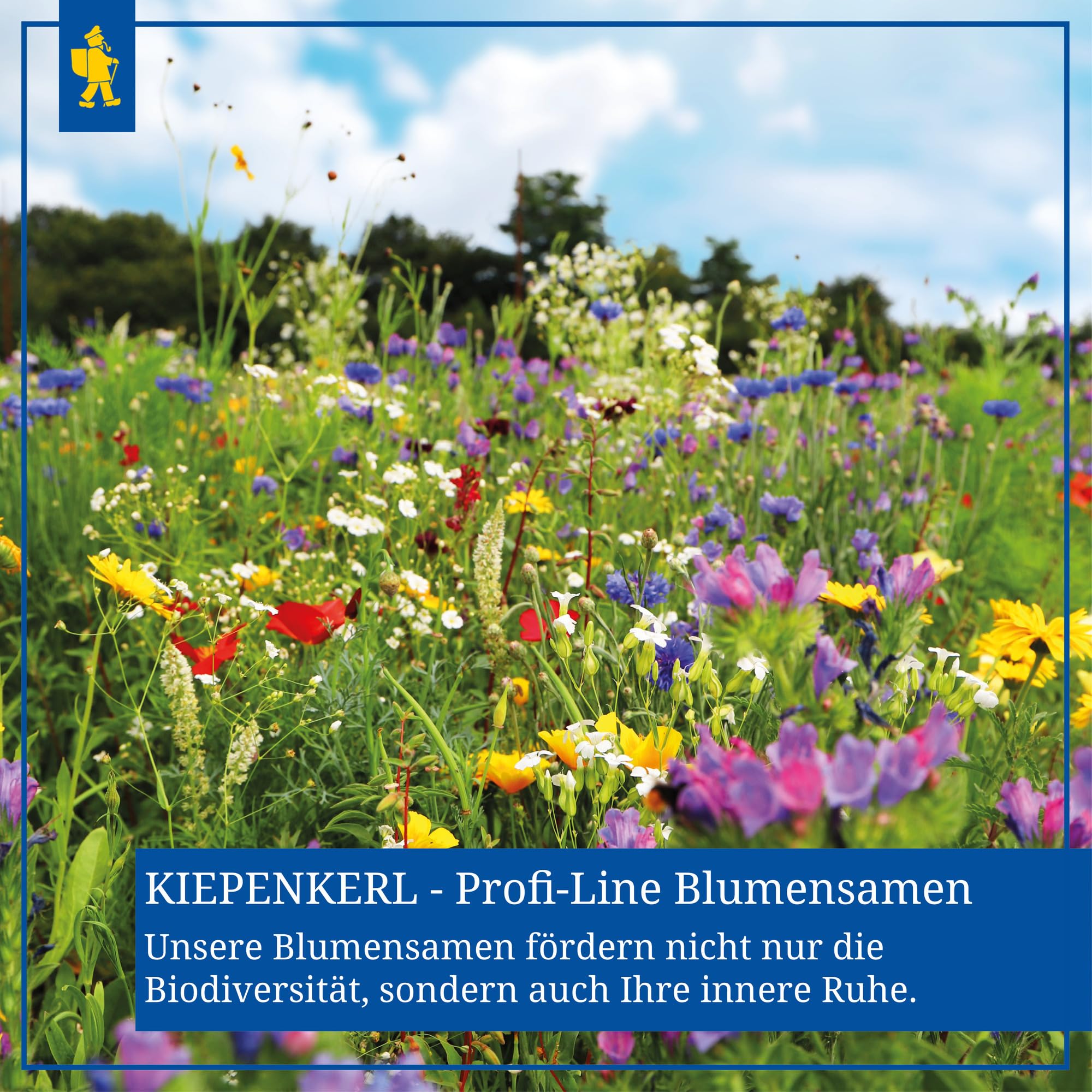 kiepenkerl-profi-line-duftblumen-mischung-einj-hrige-sommerblumen-samen image 4