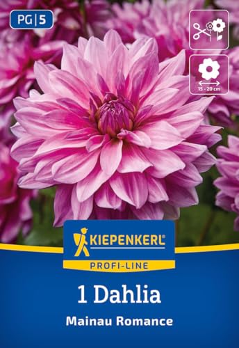 kiepenkerl-profi-line-dekorative-dahlie-mainau-romance-dahlienknollen-rosa-viole image 7
