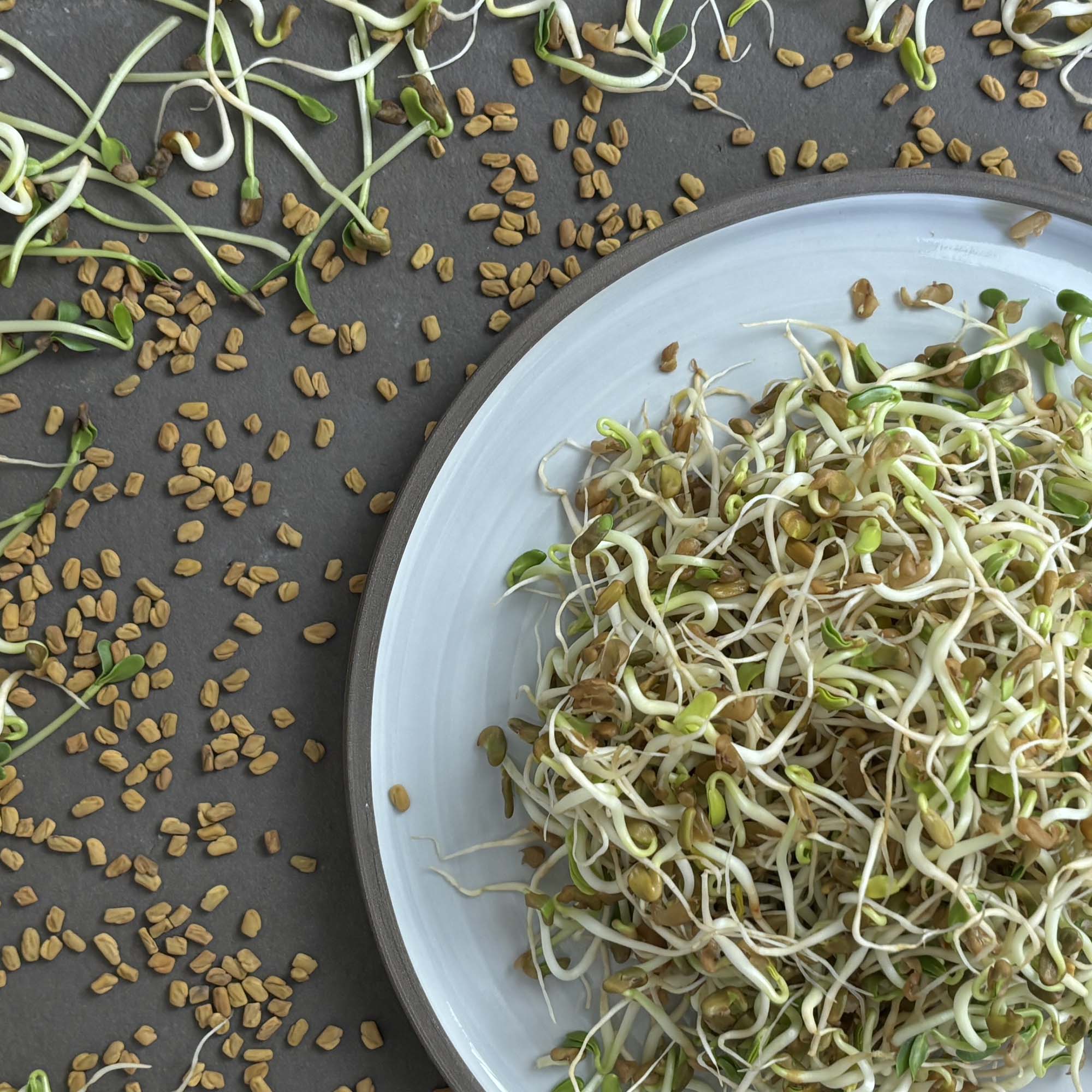 samen-maier-bio-sprossen-microgreens-bockshornklee-vorteilsmenge image 2
