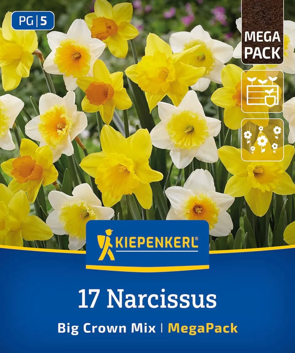 kiepenkerl-mega-pack-gro-kronige-narzissen-mischung-blumenzwiebeln-40-cm-gelb image 1