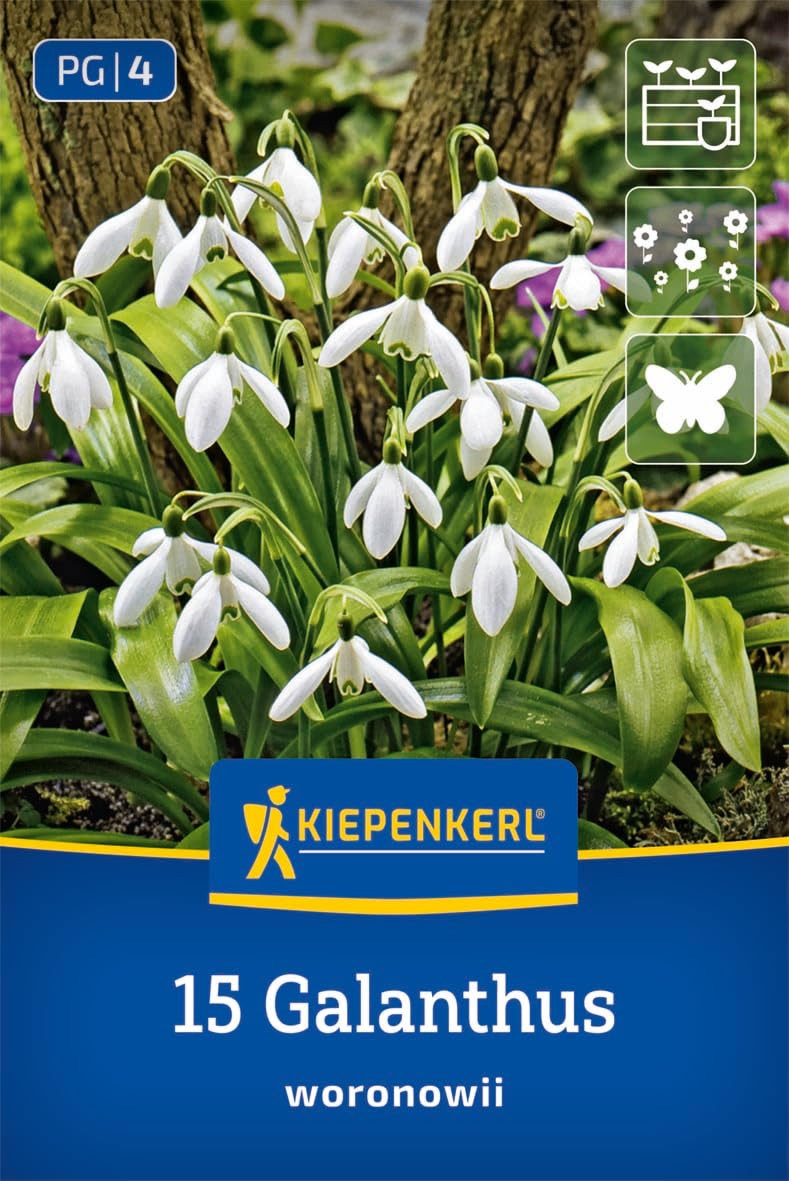 kiepenkerl-schneegl-ckchen-2775016-blumenzwiebeln-20er-pack image 1