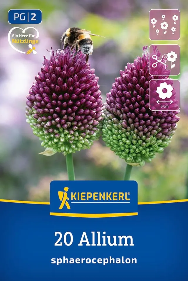 kiepenkerl-zierlauch-allium-sphaerocephalon-blumenzwiebeln-dunkelviolett-60-cm-w image 1