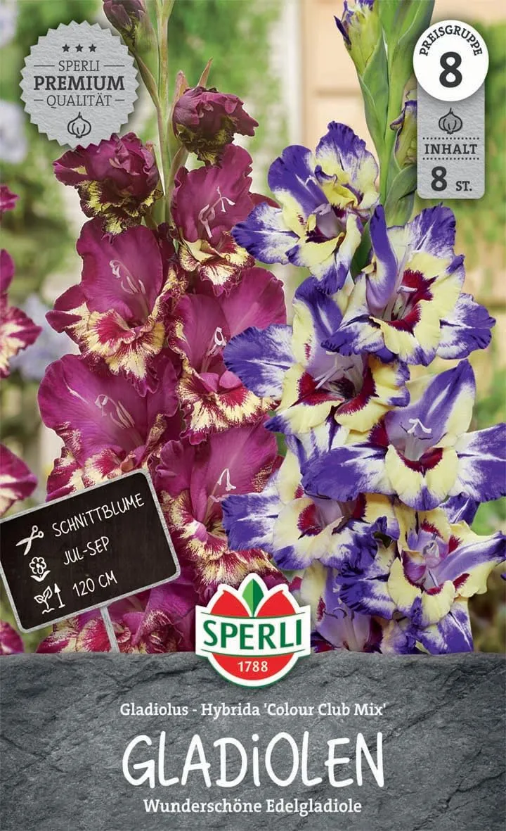 sperli-gladiole-color-club-mix-262032-gladiolenknollen-exklusive-schnittblumen-m image 1