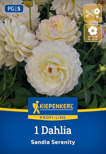 kiepenkerl-profi-line-dekorative-dahlie-sandia-serenity-blumenzwiebeln-80-cm-10- image 7