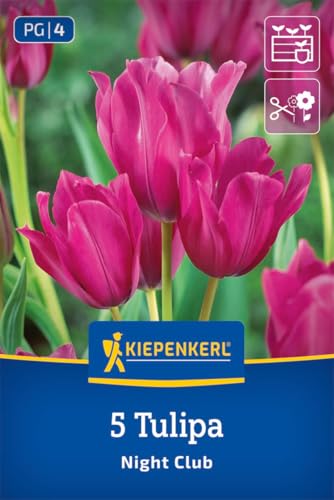 kiepenkerl-mehrbl-tige-tulpe-night-club-2000068-lila-45-cm-schnittblume image 6