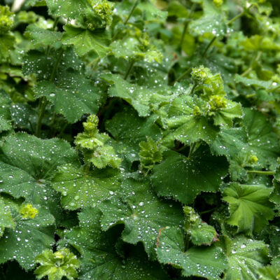 samen-maier-bio-frauenmantel-alchemilla-vulgaris-topfpflanze image 2