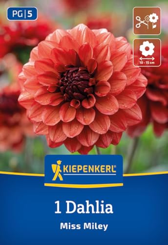 kiepenkerl-dekorative-dahlie-miss-miley-orangerot-brombeerfarbene-schmuckdahlie- image 7
