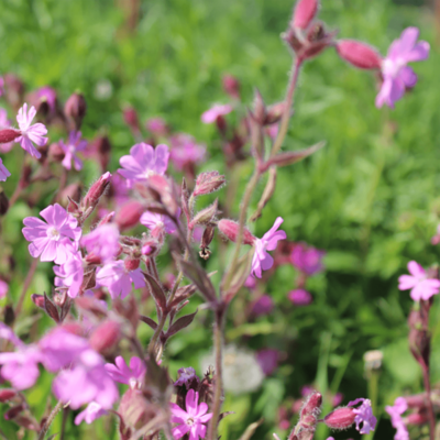 samen-maier-bio-rote-lichtnelke-silene-dioica-topfpflanze image 4