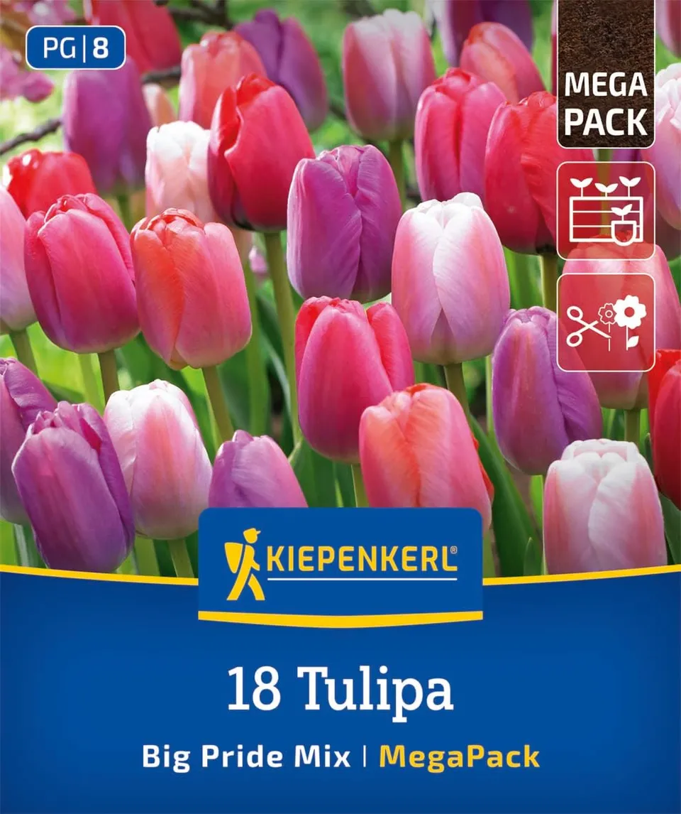 kiepenkerl-darwin-hybrid-tulpe-big-pride-mischung-2875010-mega-pack-60-cm image 1