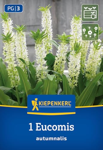 kiepenkerl-eucomis-autumnalis-3675008-blumenzwiebeln-schopflilie image 7