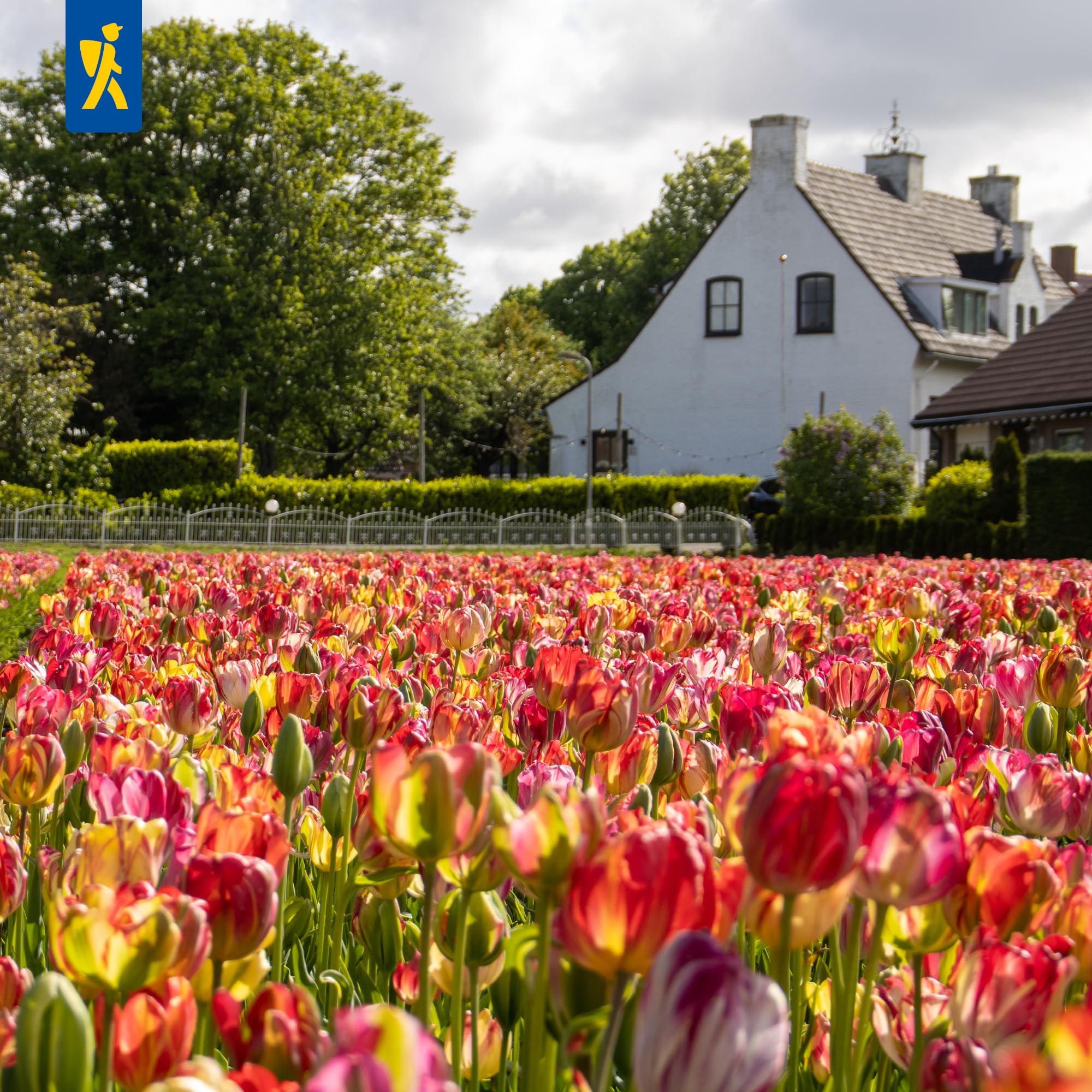 kiepenkerl-tulpenzwiebeln-sea-of-lights-mega-pack-25-pflanzen-mehrfarbig image 3