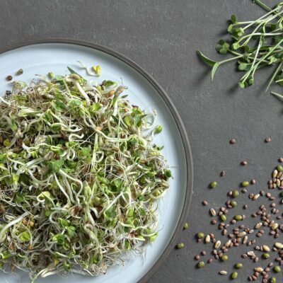 samen-maier-bio-sprossen-fitness-mix-vorteilsmenge-microgreens image 4