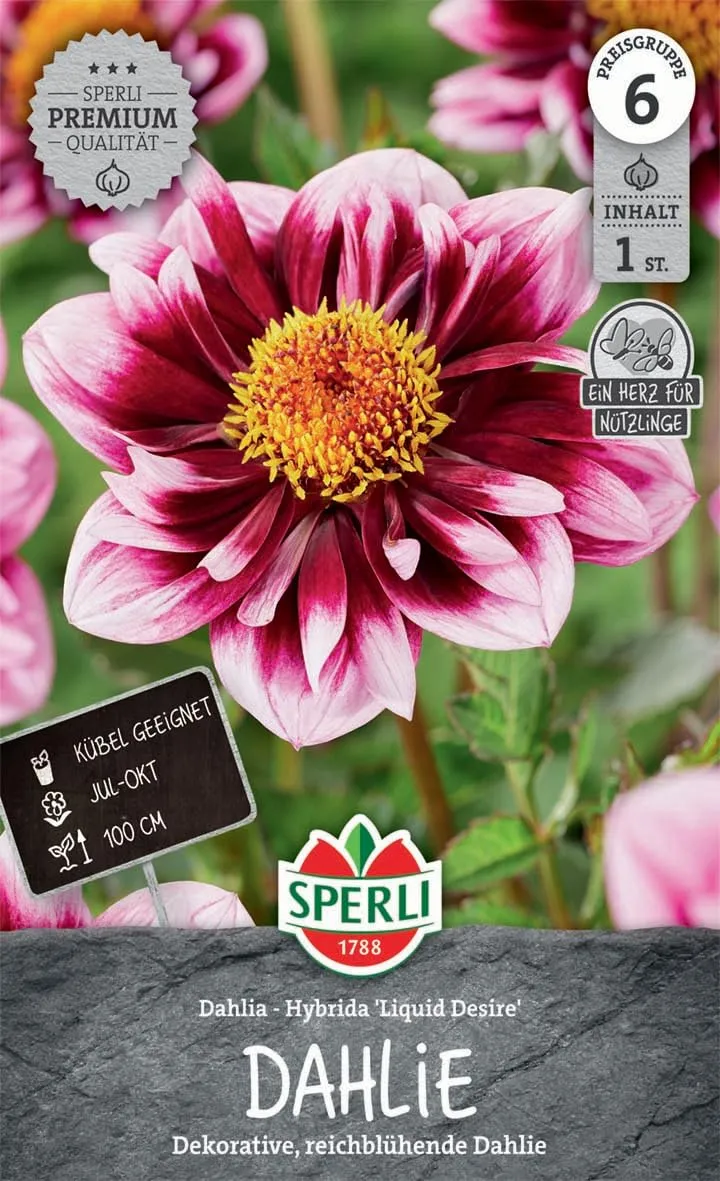 sperli-dahlie-liquid-desire-blumenzwiebel-halskrausen-dahlie-purpurviolett-ca-10 image 1