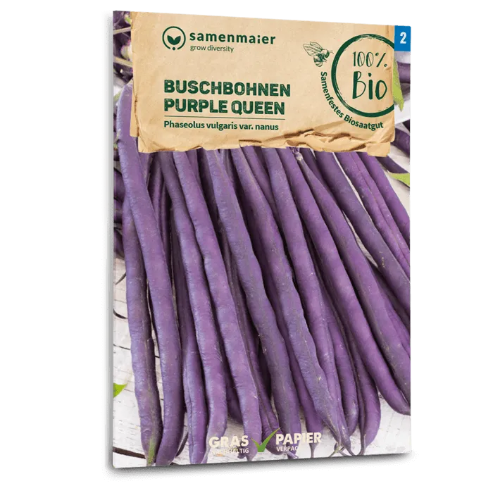 samen-maier-bio-buschbohnen-purple-queen-saatgut image 1