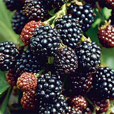 samen-maier-bio-brombeere-loch-ness-stachellose-brombeer-pflanze image 3