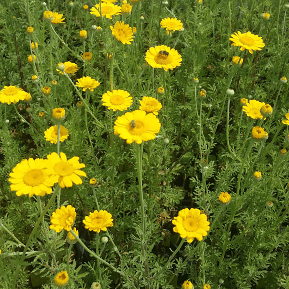 samen-maier-wilde-bl-ten-f-r-2-3-m-kraut-und-r-ben-24-wildblumen-pflanzen-blumen image 7