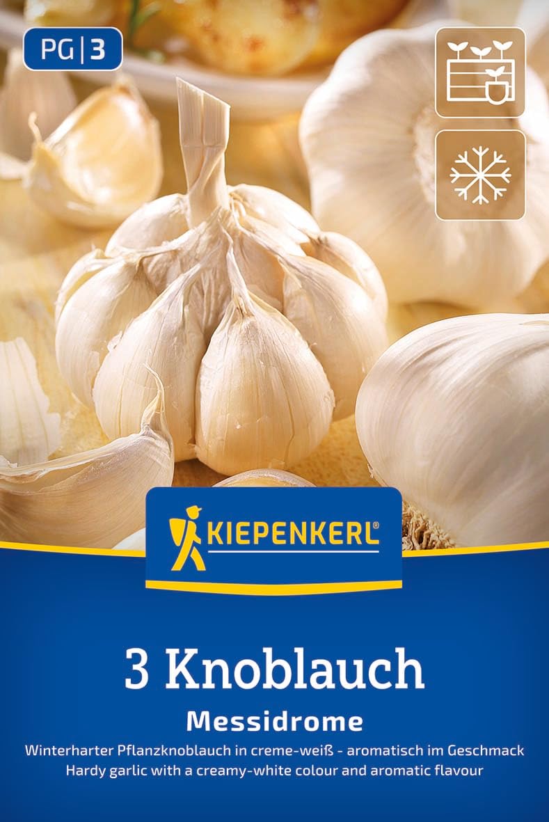 kiepenkerl-profi-line-winterknoblauch-messidrome-pflanzknoblauch-f-r-beet image 1