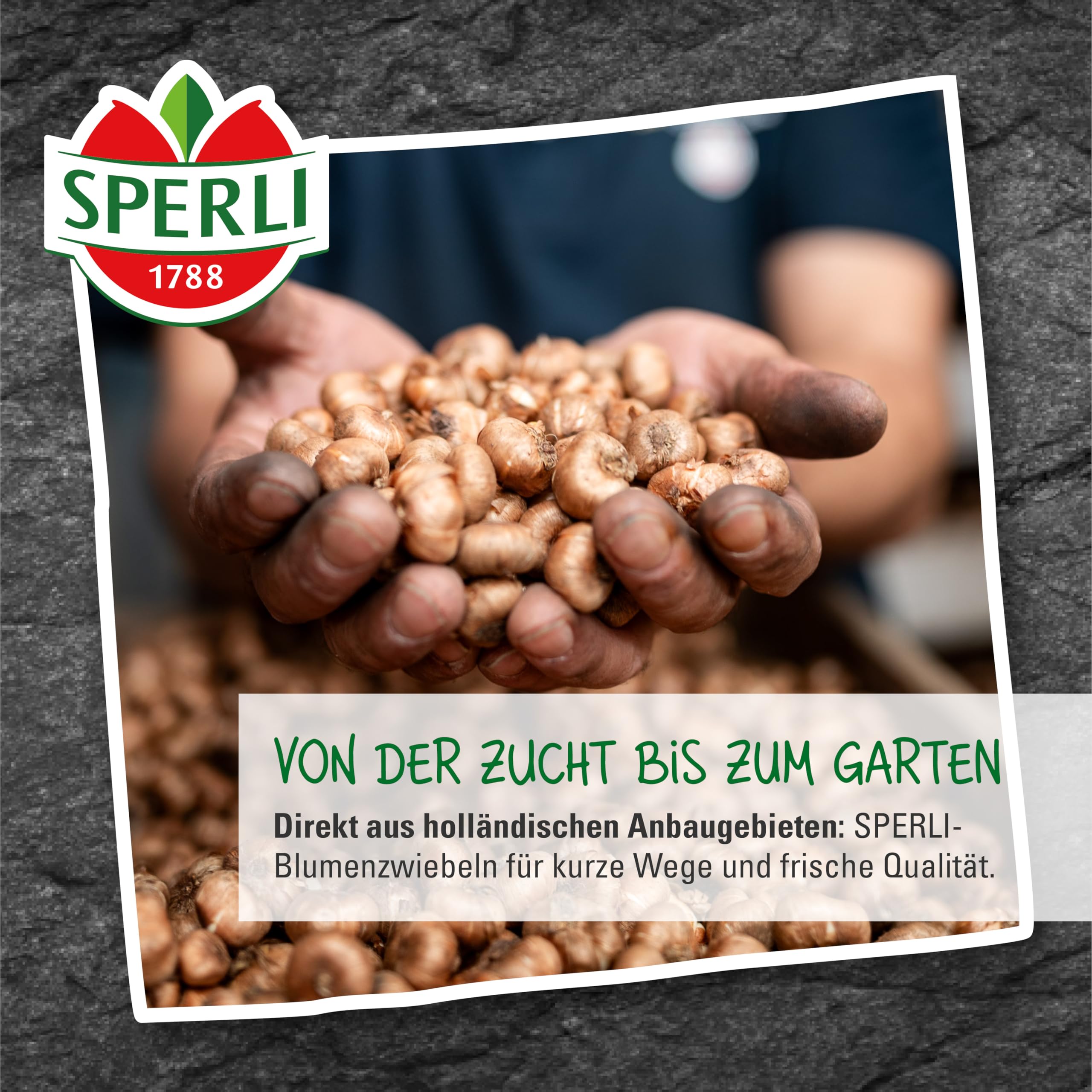 sperli-gef-llte-sp-te-tulpe-finola-blumenzwiebeln-wei-rosa-rot-50-cm-mai image 6