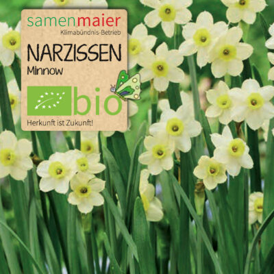 samen-maier-bio-narzissen-minnow-blumenzwiebeln image 2