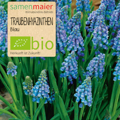samen-maier-bio-traubenhyazinthen-blau-blumenzwiebeln image 2