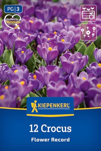kiepenkerl-gro-blumiger-krokus-flower-record-blumenzwiebeln-lila-10-cm-m-rz-apri image 8