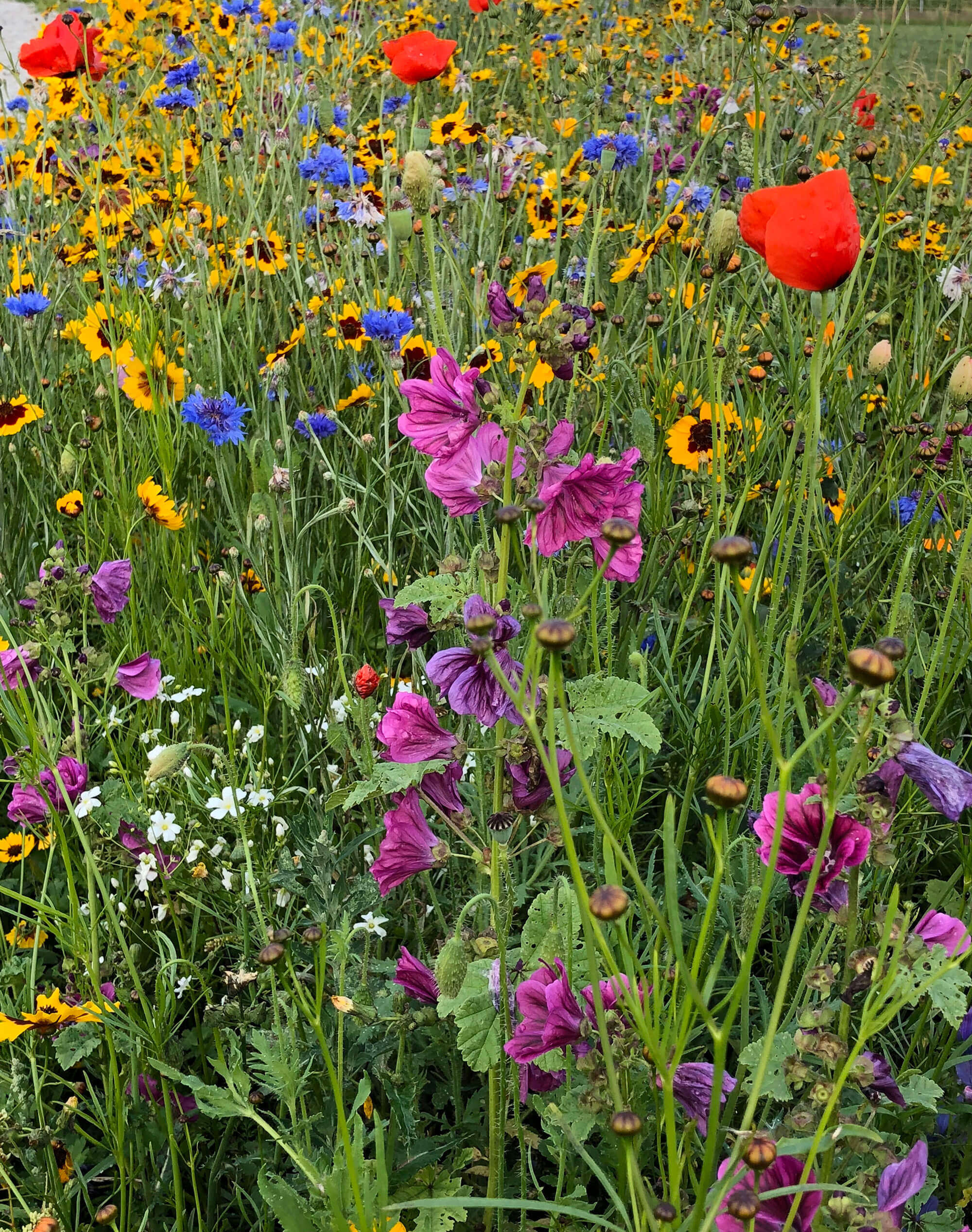 samen-maier-bio-n-tzlingsweide-wildblumenmischung-saatgut image 4