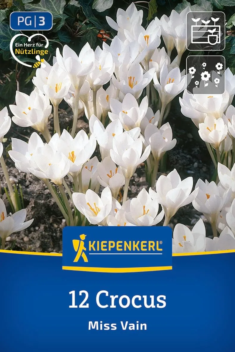 kiepenkerl-botanischer-krokus-miss-vain-blumenzwiebeln-wei-8-cm image 1