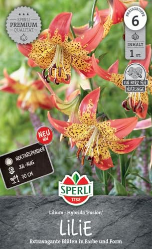 sperli-lilie-fusion-263503-lilienzwiebeln-korallrot-gelb-ca-70-cm image 3
