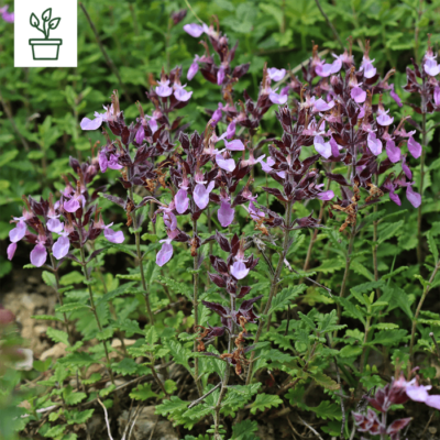 samen-maier-bio-edel-gamander-teucrium-chamaedrys-im-topf image 2