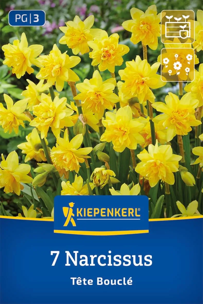 kiepenkerl-gef-llte-narzisse-t-te-boucl-blumenzwiebeln-gelb-20-cm image 1