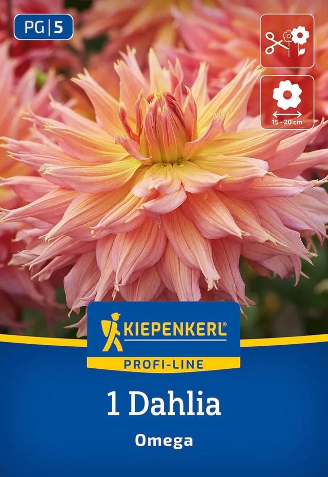 kiepenkerl-profi-line-riesenbl-ten-dahlie-omega-blumenzwiebeln-lachsrosa-hellgel image 1