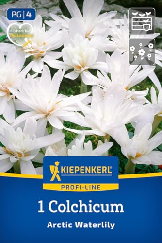 kiepenkerl-profi-line-herbstzeitlose-arctic-waterlily-blumenzwiebeln-gef-llt-wei image 8