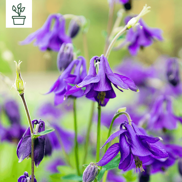 samen-maier-bio-gemeine-akelei-aquilegia-vulgaris-wildblumen-staude-im-topf image 1