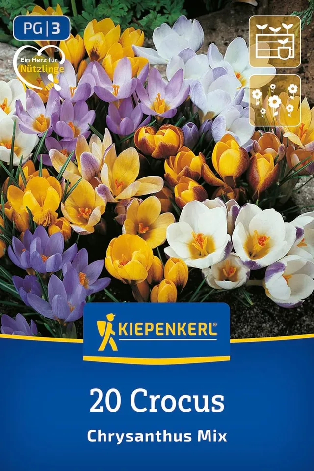 kiepenkerl-botanischer-krokus-mischung-2650005-blumenzwiebeln image 1