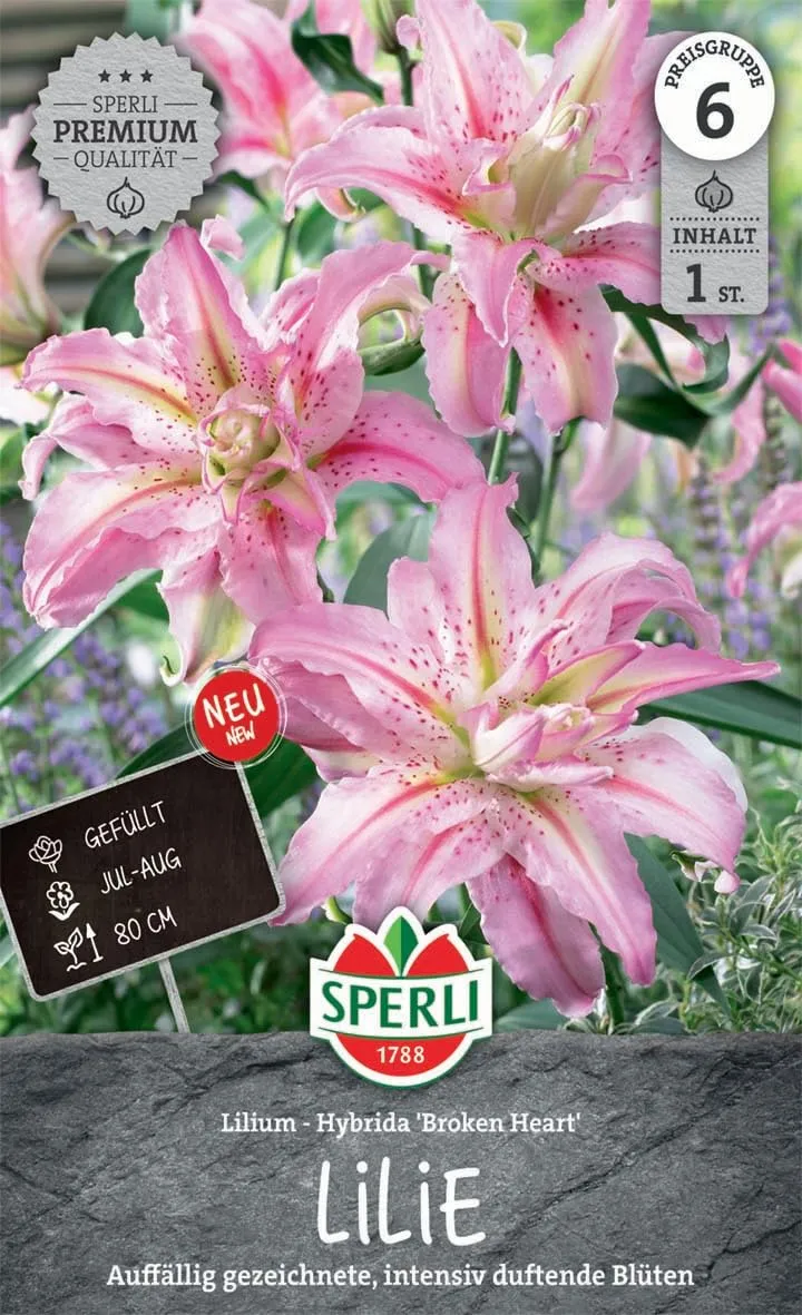 sperli-lilie-broken-heart-263367-blumenzwiebeln-gef-llt-zartrosa-duftend image 1